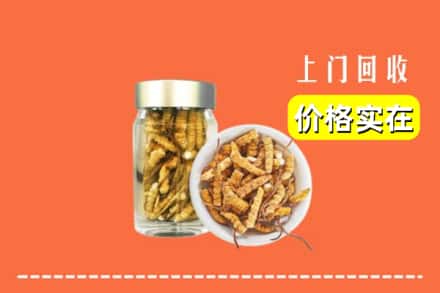 诚信求购:江油市高价回收散虫草