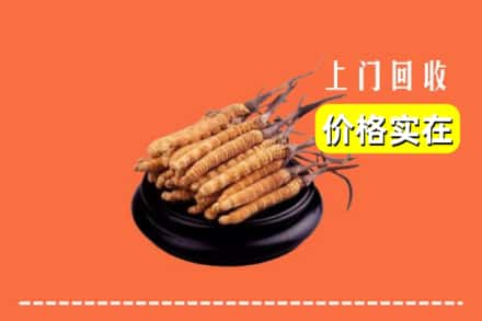 江油市回收冬虫夏草